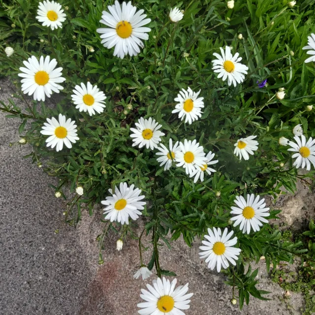 파랑새