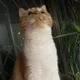 노루새기