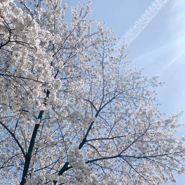 오리