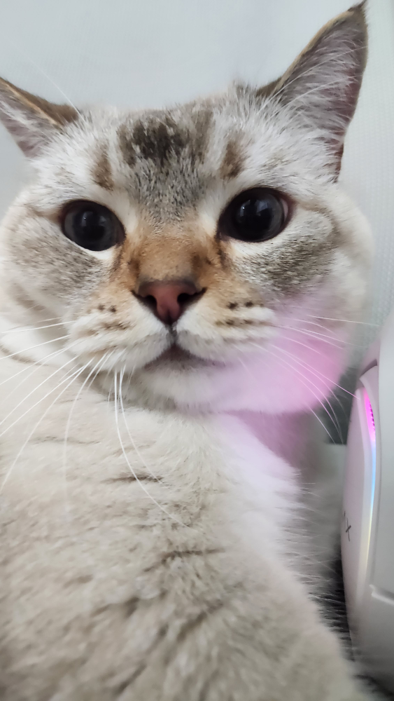 지오태오아코