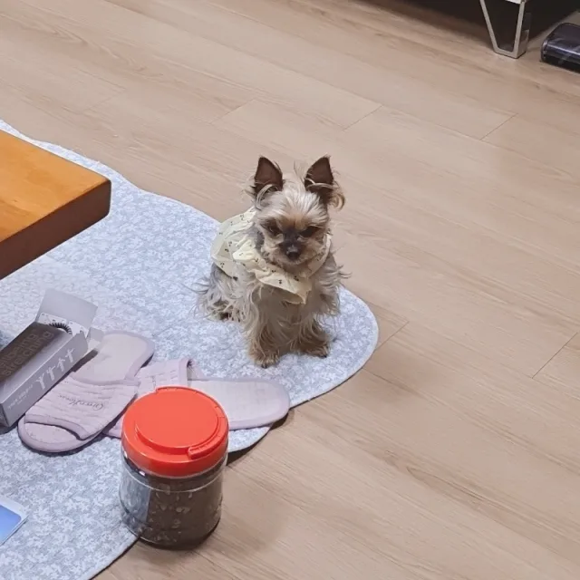 낭니