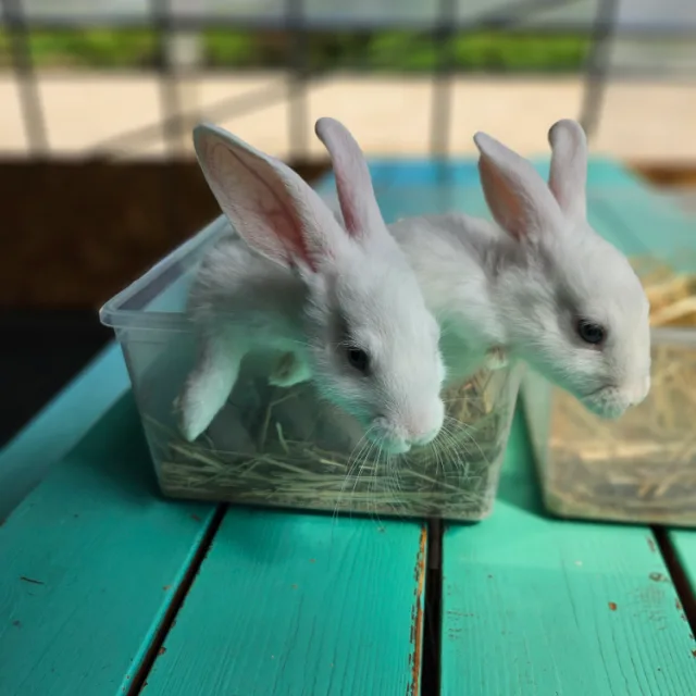 깡총깡총