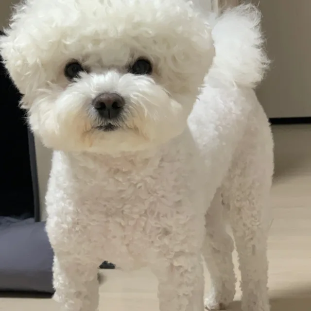 리옹