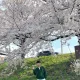 순수정직