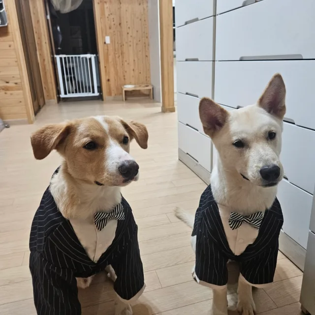 개독관