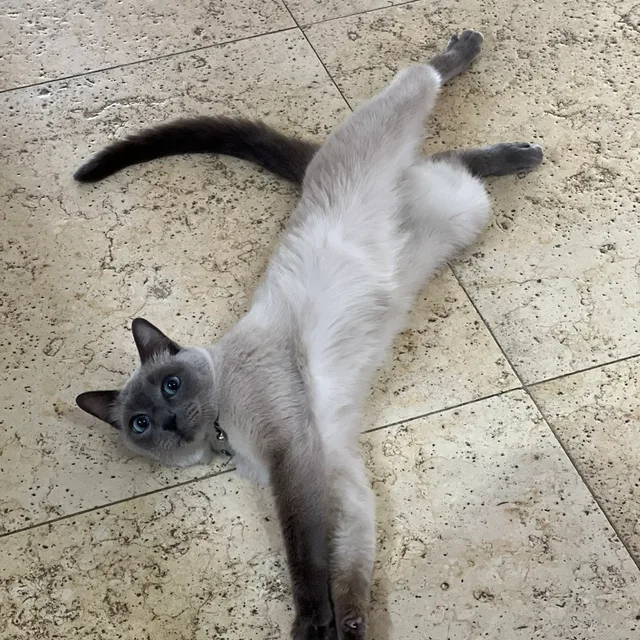 찹쌀