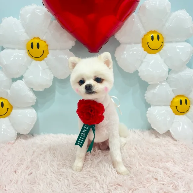 깡지아빠