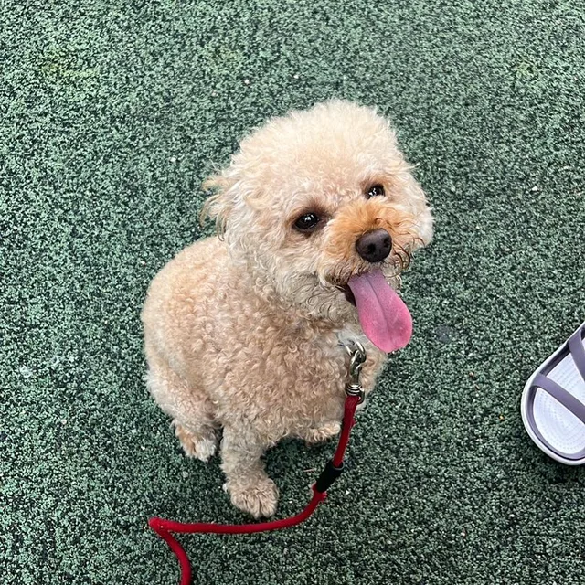 라마