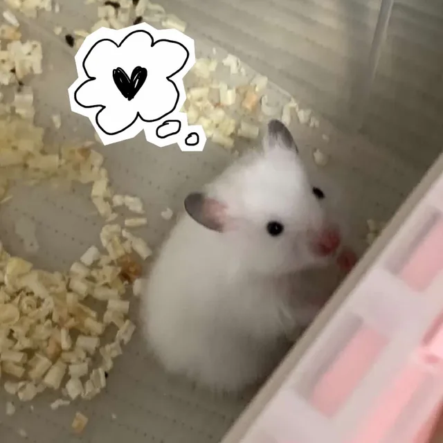 바니바니당근당근