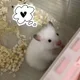 바니바니당근당근