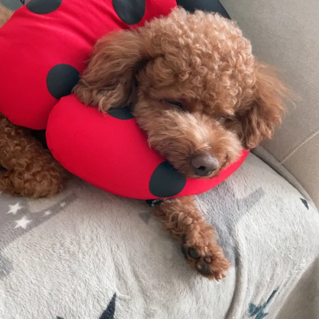 코코맘