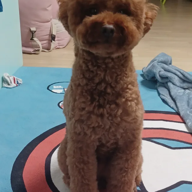 마미