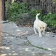 후댕