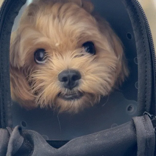 영양