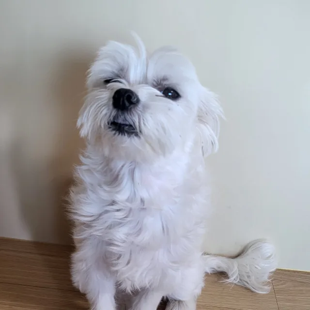 깜찍이