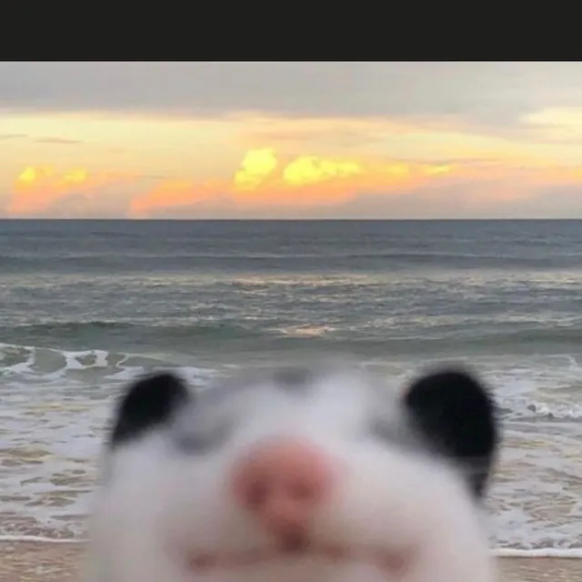 강아지좋아요