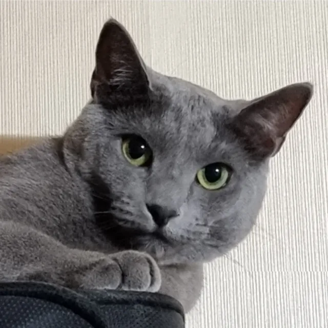 톨톨이