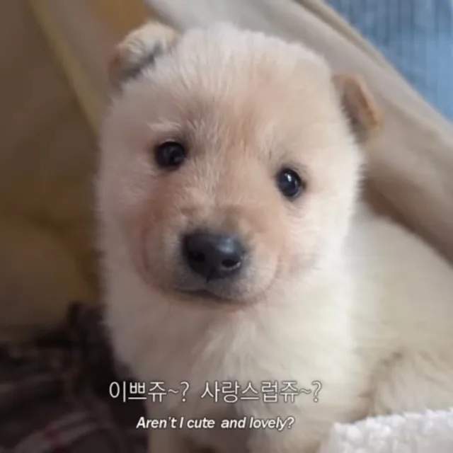 강아
