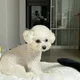 쉬림프