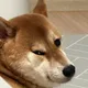 동스