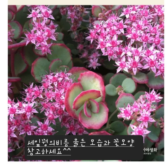 소소한하루