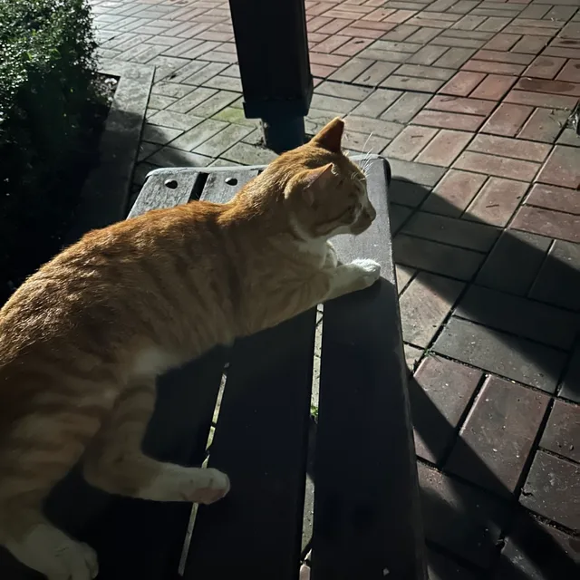 해이스