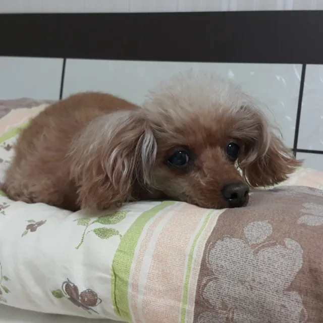 보통날