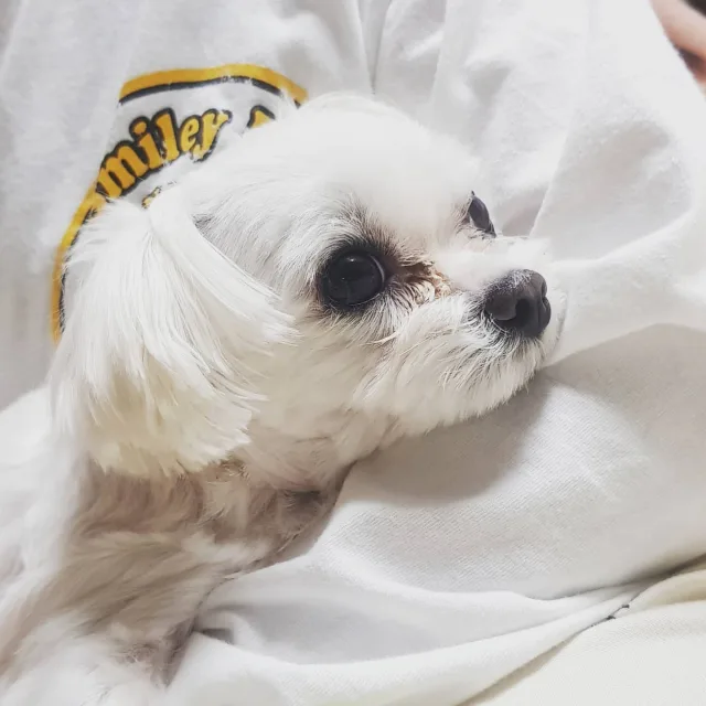 당근페이거래만