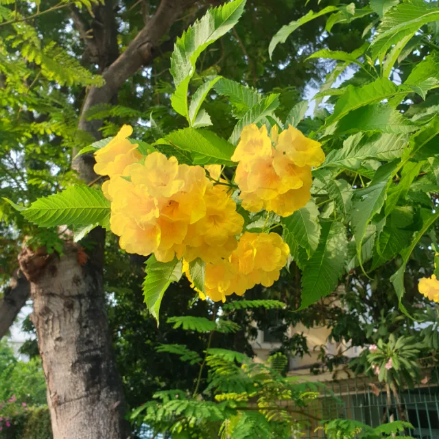 시닉벨리