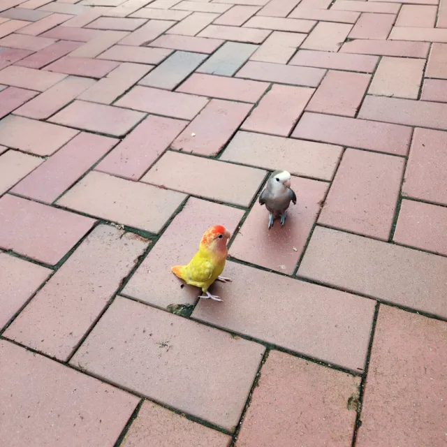 복이네