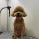 초코너구리