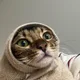 밤조이