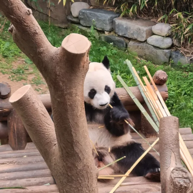 푸바오