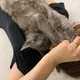 고냥이
