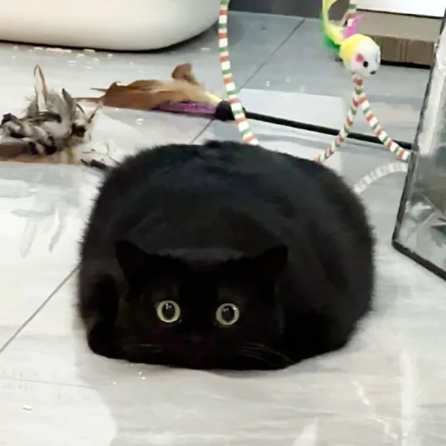 모범고양이