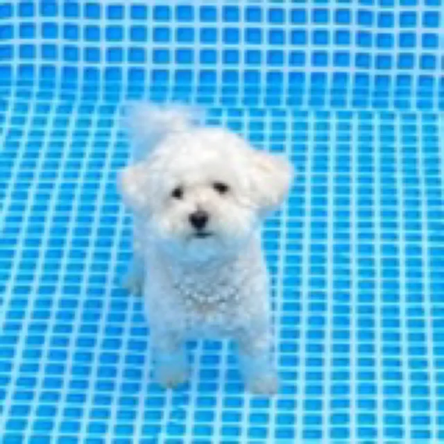 복실