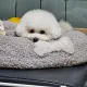 뚱지
