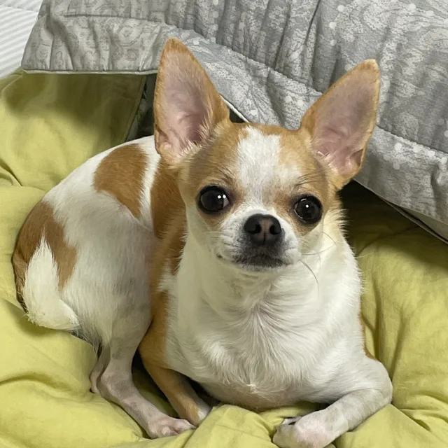 꼴떼