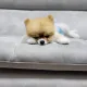 레드