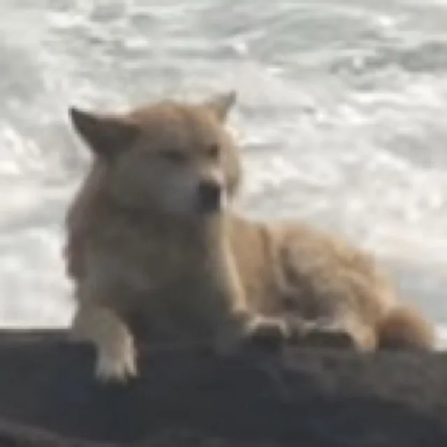 꽁늉이