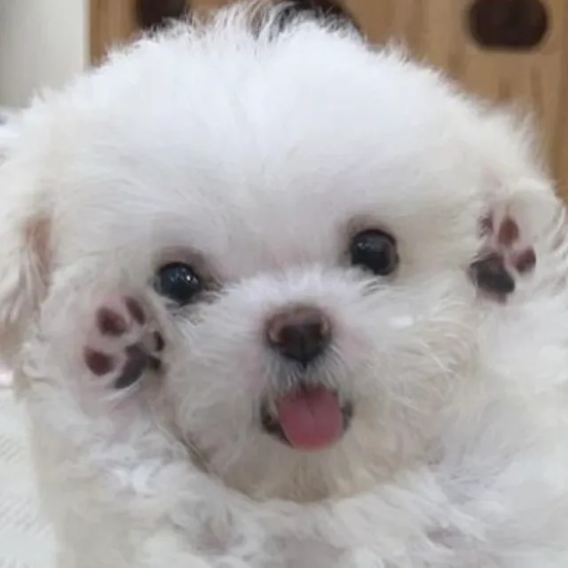 당마