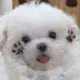 당마
