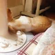 포도당