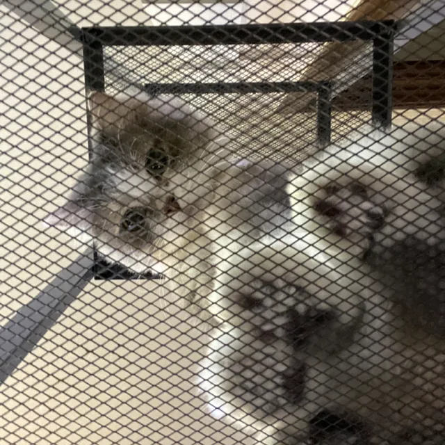 제리