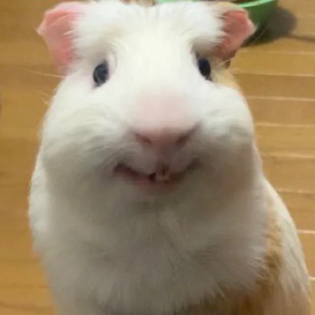mookkk