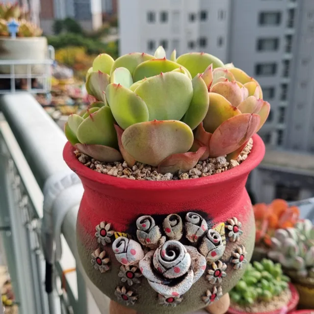 당근홀릭