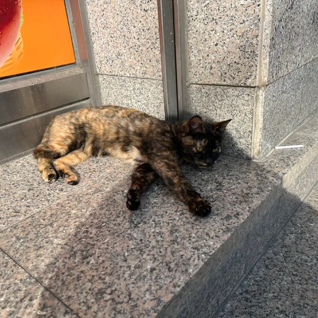 베아