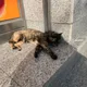 베아