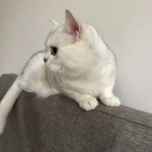 대전비와이이