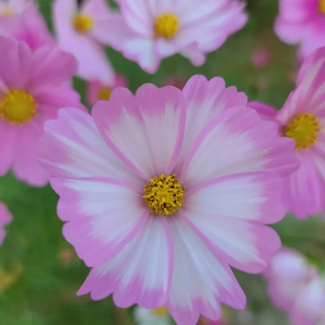 정금수연